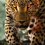 Living-with-Leopards-2024